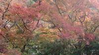 秋の日帰り旅行（京都紅葉）