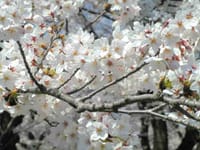 東大小石川植物園の桜など