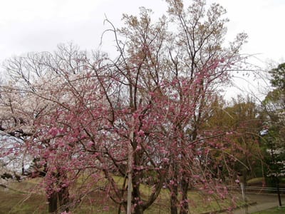 川和富士公園の桜