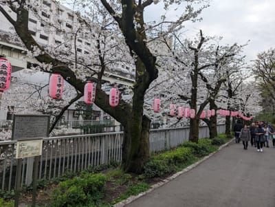 文京区江戸川公園の桜🌸