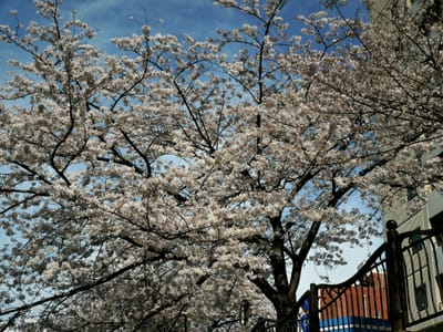 　　　　🌸　大岡川プロムナードの桜、満開 !!　🌸