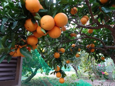岡山自宅のネーブルオレンジ