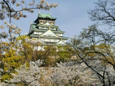 桜咲く大阪城🌸