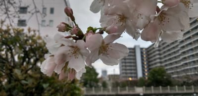 3月の桜たち