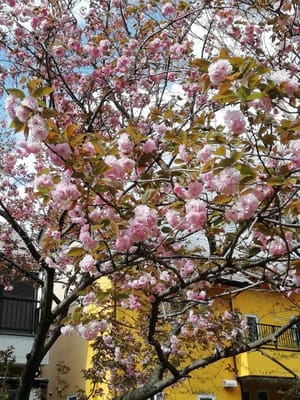 八重桜　　　柏市南部公園の花々     2021年４月３日
