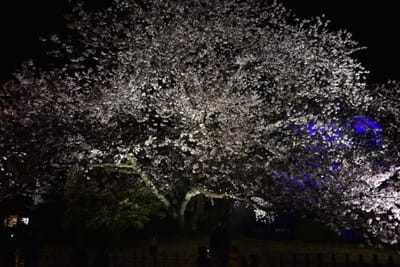 兼六園の夜桜