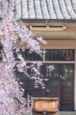 寺院の枝垂れ桜
