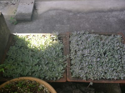 りき丸城　日本の自生多肉植物　子持蓮華今年は表年の大盛も　