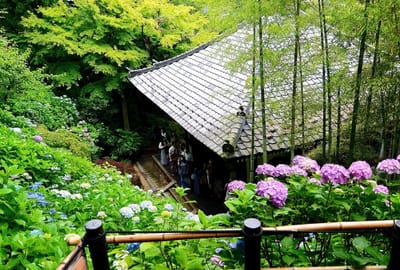 竹林と紫陽花～長谷寺