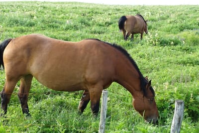 ”岬”の馬
