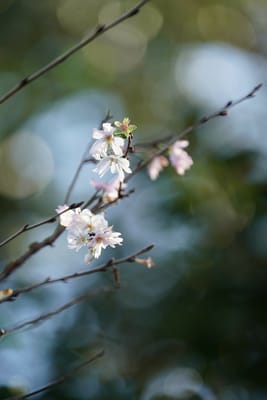 冬桜（ふゆざくら）
