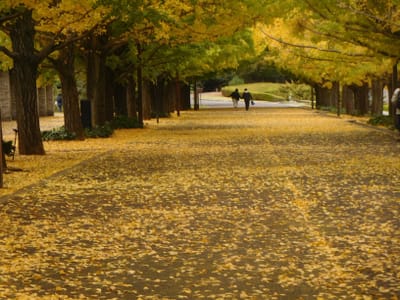 昭和記念公園　薄いけれど黄色の絨毯