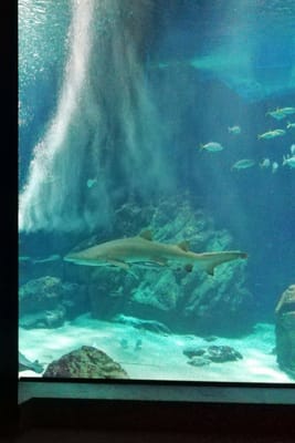 外洋大水槽のサメ　　　アシカショー他    マリンワールド海の中道②ー２ 2022年４月８日９
