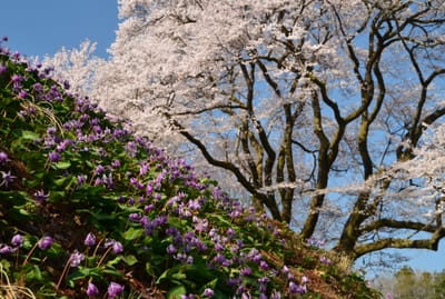 カタクリの群生と氏邦桜