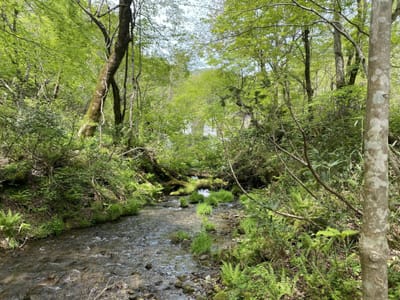 新緑の木谷沢渓流