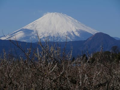 小田原梅まつり "曽我別所梅林から見る富士山"
