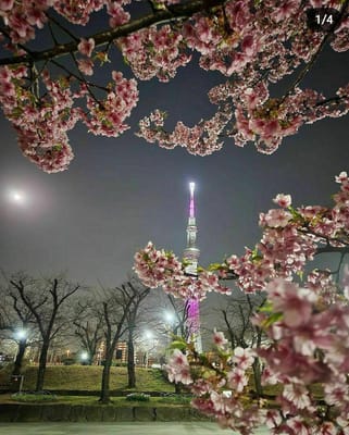 桜＆東京スカイツリー