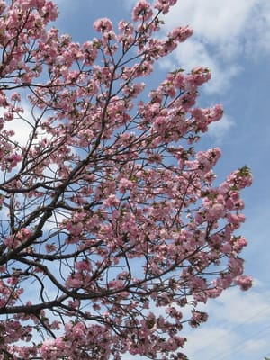 ソメイヨシノが満開なのに八重桜も満開！（・＿・；）