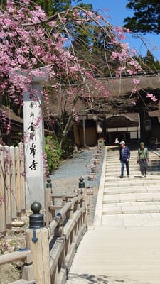 高野山金剛峯寺の桜