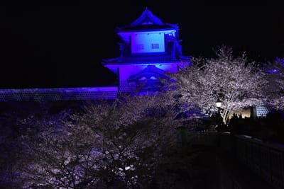 兼六園の夜桜