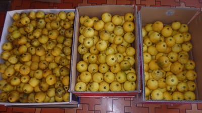 柚子の収穫