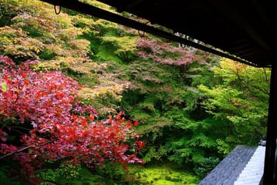 京都旅行②　瑠璃光院の紅葉