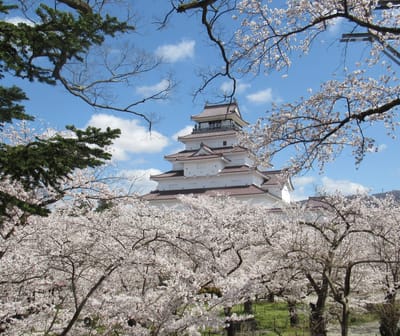 鶴ケ城本丸の桜と天守閣