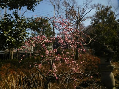 庭園２カ所など　駒木野庭園の梅