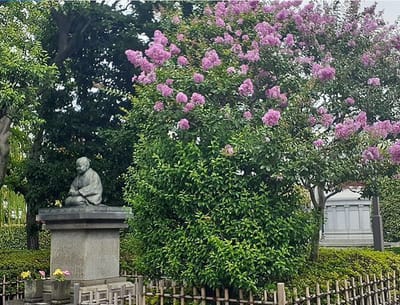 サルスベリ、浅草寺、日本のナイチンゲール