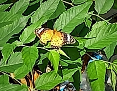　　　　　ようこそ、"我が家の花壇" へ　 🦋  蝶々