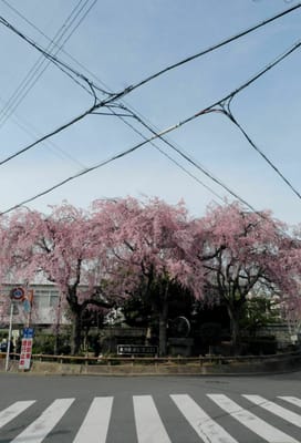 街中の桜