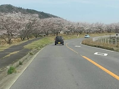 二つ隣町の千本桜^^