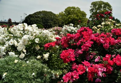 🌹 横浜山下公園でバラ見頃 ! 6月まで「ローズウィーク」