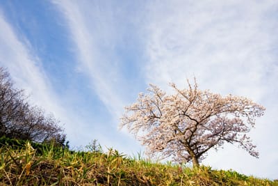 春爛漫・青空と桜花の共演2023_02