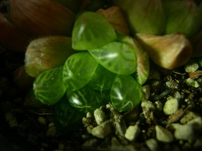 多肉観葉植物　色の光遊び特撮