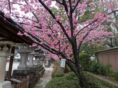 佐賀市佐嘉、松原神社境内の陽光桜🌸とバス🚌ツアー