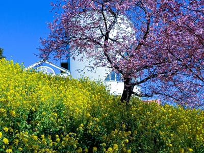 　🌸　 一足早い春の訪れとなる　『まつだ桜まつり』　🗻 　