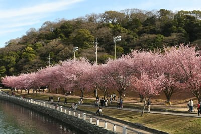 助任川（徳島市）桜並木