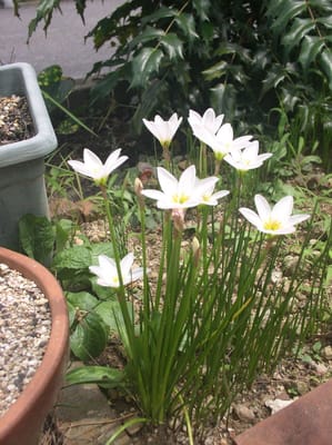 白花ゼフィランサス開花