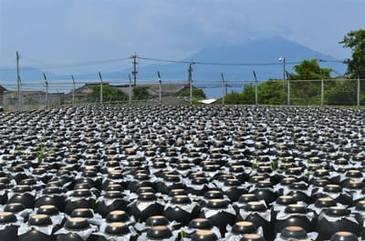 桷志田の黒酢壺畑
