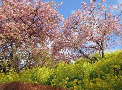 河津桜も葉桜になって来た。おピンクと黄色に青空　桃源郷～