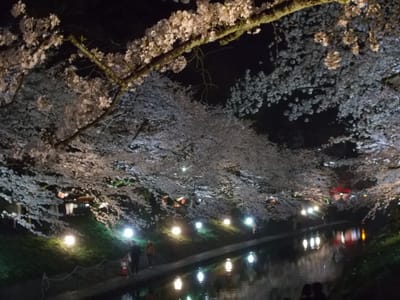 富山の夜桜