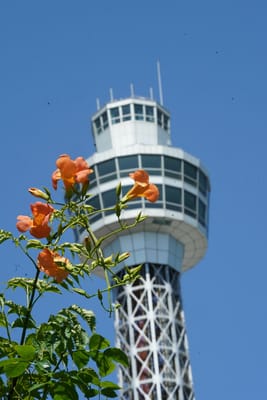 花とマリンタワー