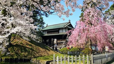 外濠周辺を彩る満開の桜♫　 IN弘前