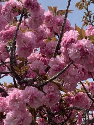 八重咲の里桜