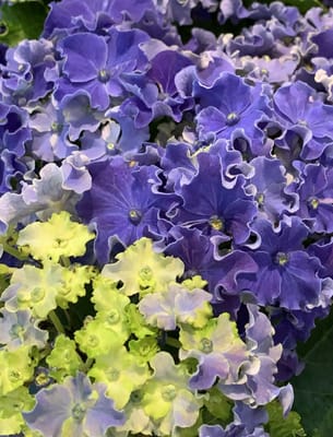 紫陽花　花びらにフリル