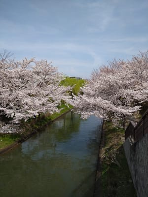 京都伏見水辺の散歩道