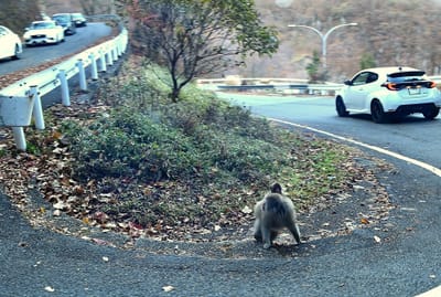 いろは坂を横断する母子猿