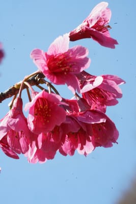 寒緋桜（かんひざくら）