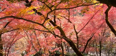 京都の秋2021　清水寺